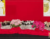 Champis y setas en el Show Cooking