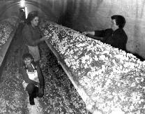 Bodegas tradicionales de champiñón