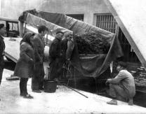 Descargando la vendimia en la Bodega Cooperativa